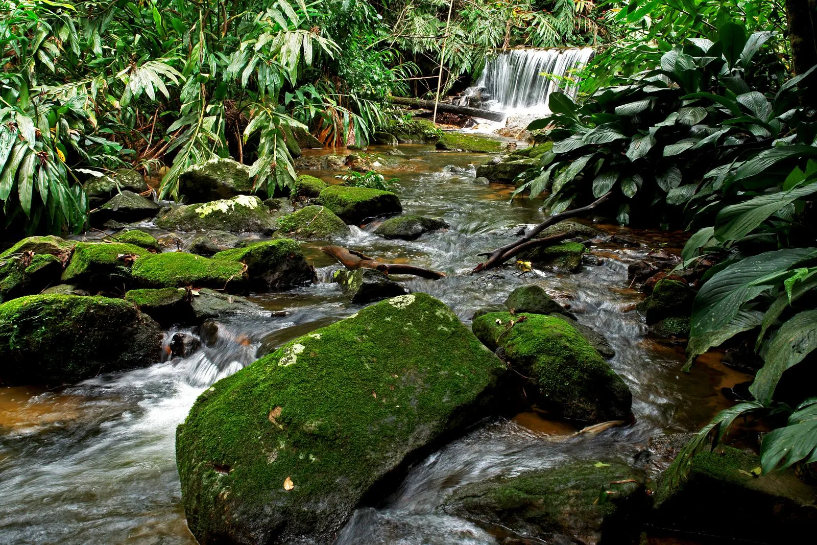 multa do IBAMA: rio cercado por mata nativa no Brasil